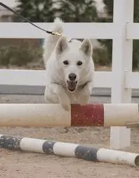 1332874366~Bailey_the_Aussie_Siberian_dog_on_training.jpg