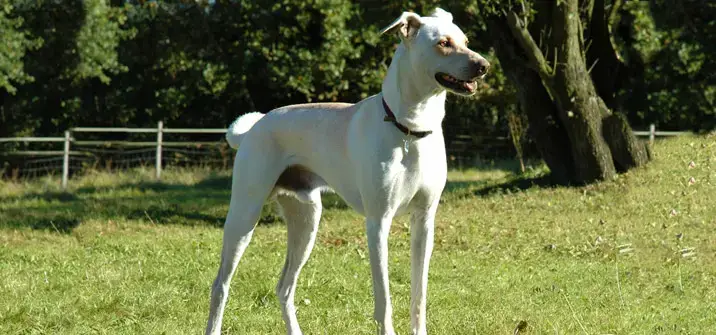 are cretan hound aggressive