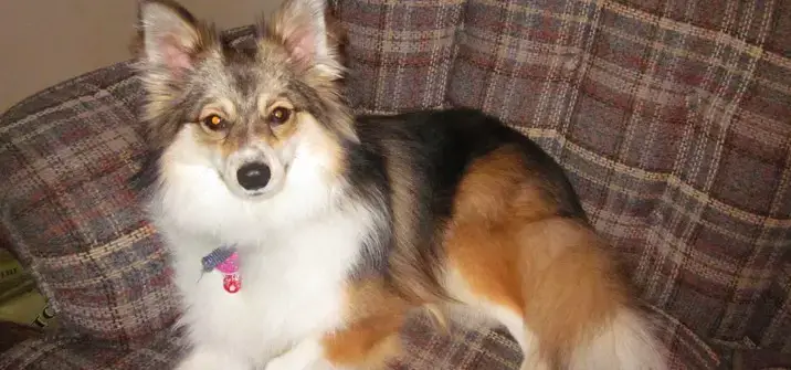 sheltie pomeranian mix