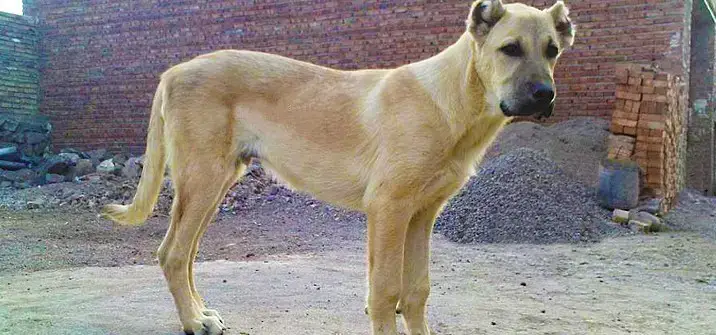 how often do you need to professionally groom a sarabi dog