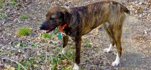 Original Mountain Cur - Pet Your Dog