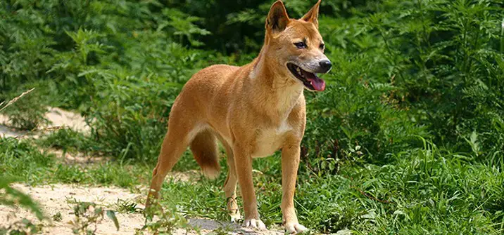 are new guinea singing dog aggressive