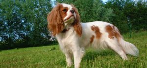 King Charles Spaniel - Pet Your Dog