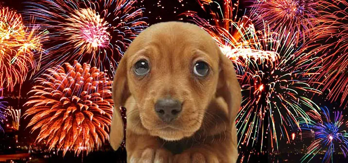 Fireworks And Dogs