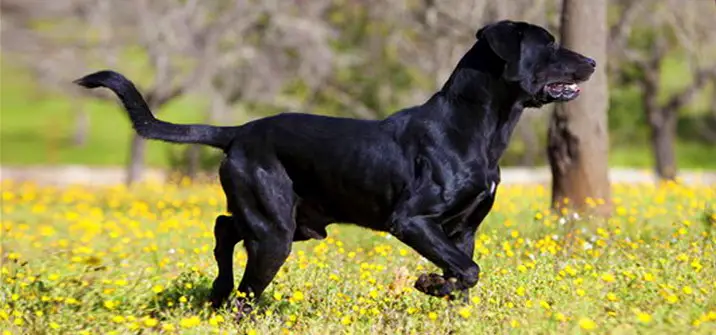 Majorca Shepherd Dog - Pet Your Dog
