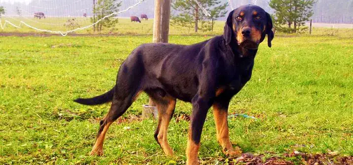 does the lithuanian hound grow big