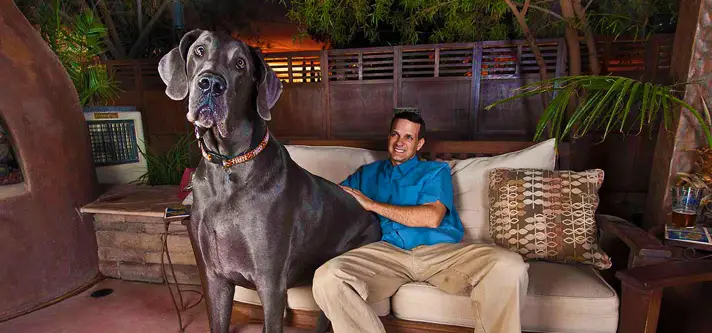 10 Biggest Dog Breeds