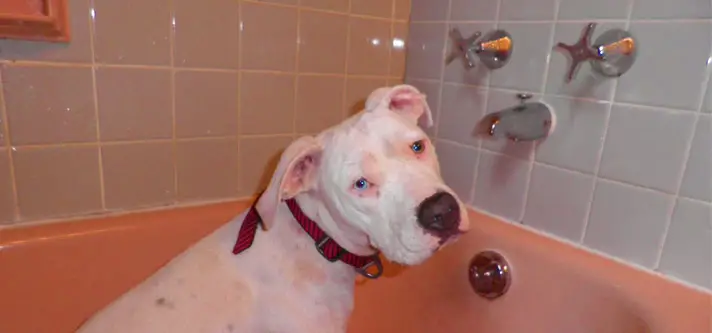 How often should you bathe your dog?