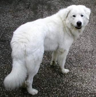 1352753171~abruzzenhund-with-white-fur-caught-in-camera-.jpg