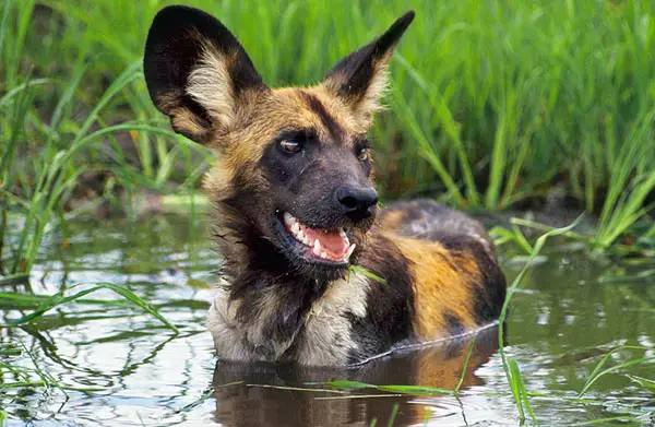 1352833186~African-wild-dog-is-bathing-at-the-pond.jpg