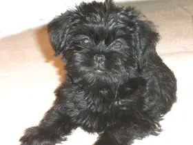 1352915044~Black-little-Affen-Terrier-sitting-lazily-.jpg