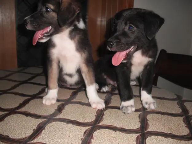1352929492~Cute-black-and-white-Afghan-Sheepdog-puppies-.jpg