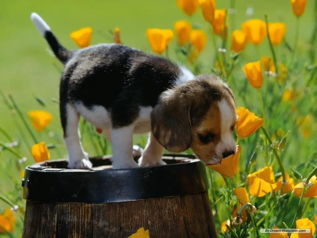 1352990598~Cute-brown-and-white-fur-coated-beagle-puppy-sniff.jpg