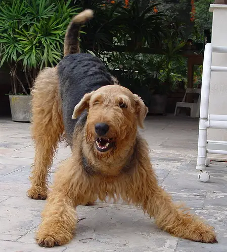 1353183584~Brown-Big-Airedale-Terrier-is-stretching-legs.jpg