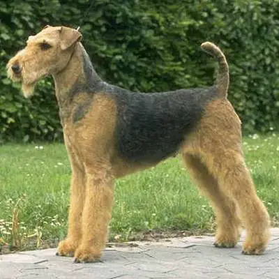 1353183586~Airedale-Terriers-statue-.jpg