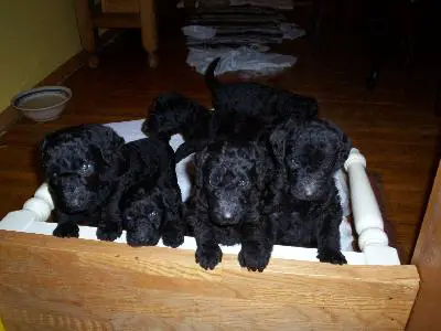 1353183950~lots-of-black-Airedoodle-puppy-pushing-a-table.jpg
