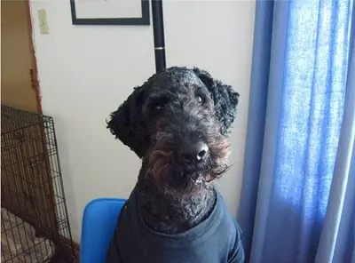 1353183951~Airedoodle-dog-sitting-on-the-chair.jpg