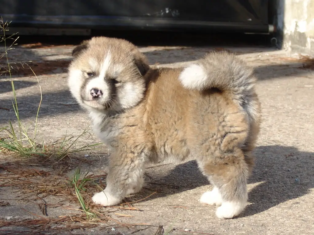 1353185069~American-Akita-puppy-so-cute-.jpg