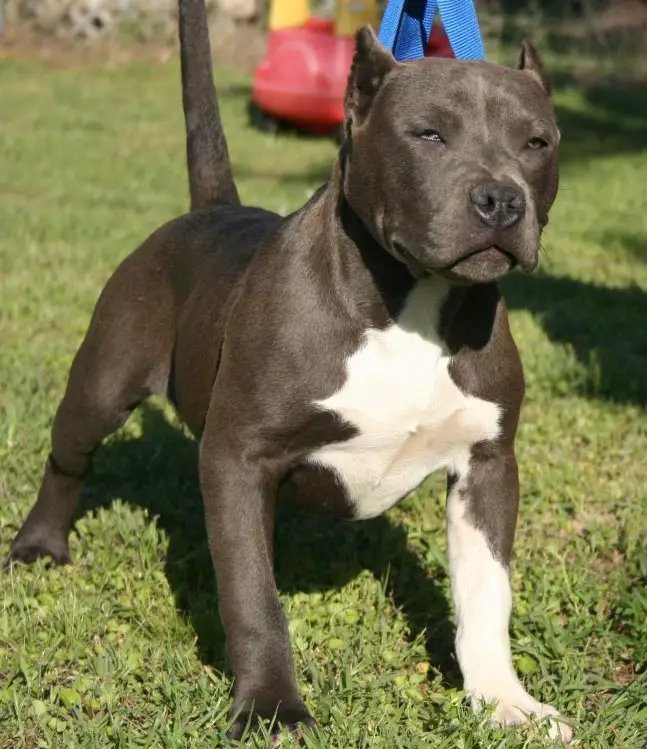 1353185390~Black-and-white-American-Pit-Bull-Terrier-dog-.jpg