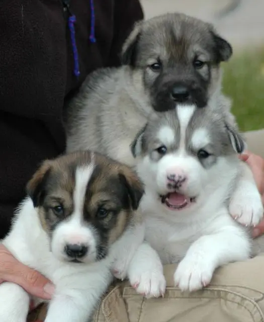 1353234161~3-cute-white-and-brown-Alaskan-Husky-puppy-.jpg