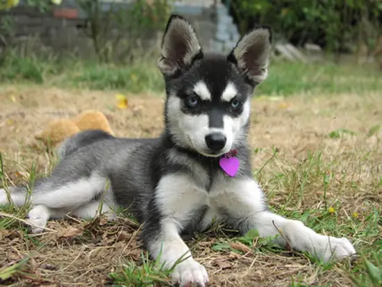 1353234742~Cute-Alaskan-Klee-Kai-puppy-has-worn-love-locket-.jpg