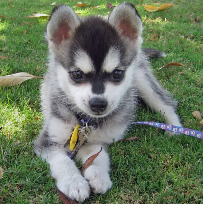 Alaskan Klee Kai - Pet Your Dog