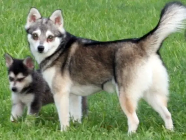 1353234744~Alaskan-Klee-Kai-puppy-and-mummy-standing-together-.jpg