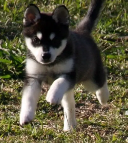 1353234746~Cute-Alaskan-Klee-Kai-puppy-is-running-.jpg