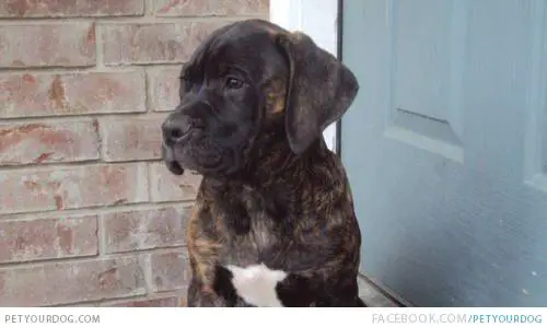 1353258895~little-black-Ambullneo-Mastiff-puppy-at-the-door-.jpg
