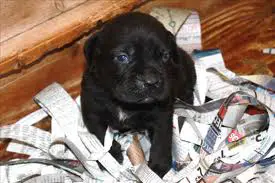 1353258899~black-cute-Ambullneo-Mastiff-puppy-cleaning-mess.jpg