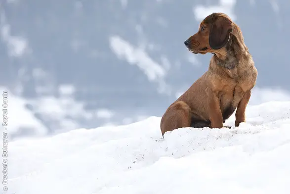 1353259093~Alpine-Dachsbracke-dog-is-in-the-snow-.jpg