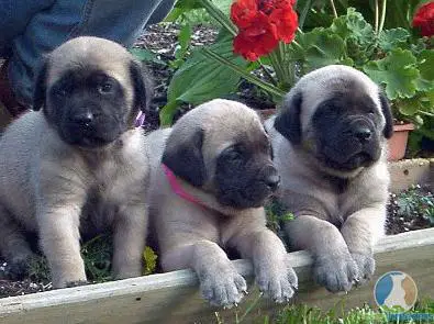 1353260980~-black-and-white-American-Bandogge-Mastiff-puppy-in-nursery.jpg