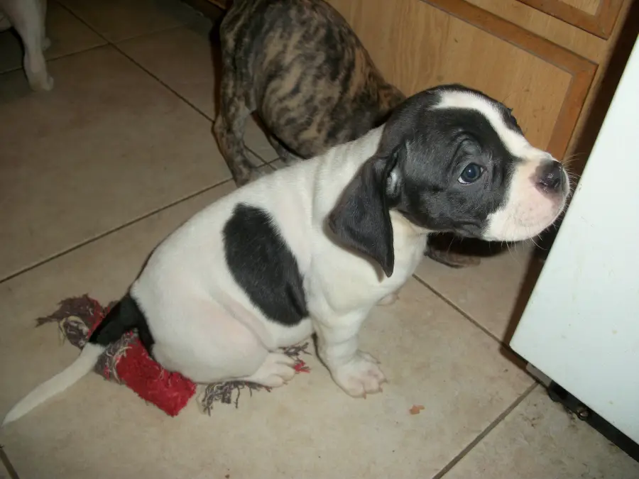 1353260984~rare-black-and-white-American-Bandogge-Mastiff-puppy-in-kitchen.jpg