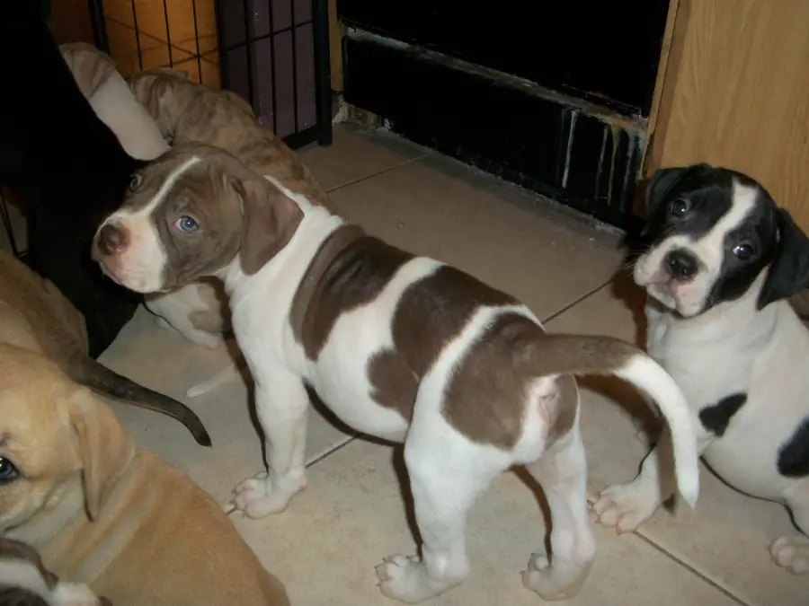 1353260985~brown-and-white-American-Bandogge-Mastiff-puppyies-band.jpg