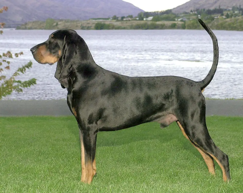 1353261512~black-and-brown-American-Black-and-Tan-Coonhound-standing-beside-the-river.jpg