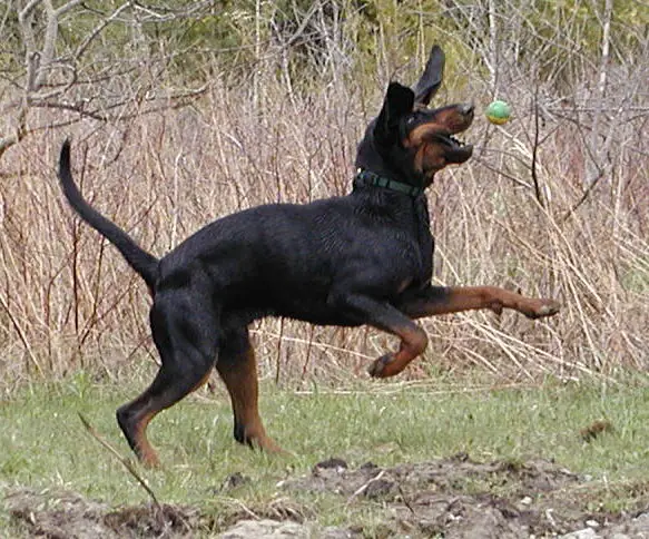 1353261516~American-Black-and-Tan-Coonhound-catching-ball.JPG