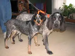 1353266980~two-little-American-Blue-Gascon-Hound-tied-with-belt.jpg