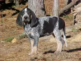 1353266982~little-American-Blue-Gascon-Hound-looking-at-camera-.jpg