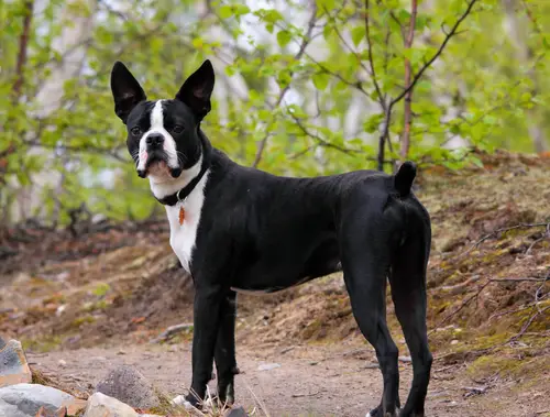 1353574224~Black-and-white-American-Boston-Bull-Terrier-walking-in-the-jungle.jpg