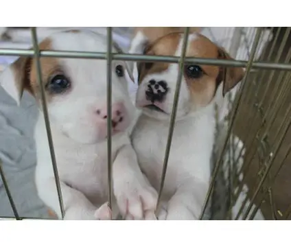 1353575617~Two-LIttle-white-American-Bull-Aussie-locked-in-the-cage.jpg