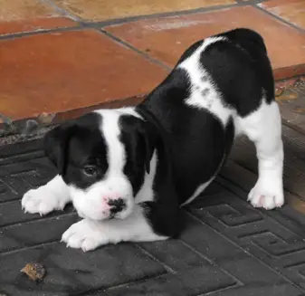 1353613324~black-and-white-American-Bullador-puppy-sitting-so-cutely-.jpg