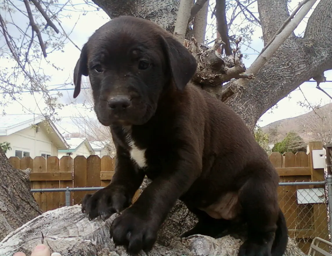 1353613326~black-American-Bullador-puppy-is-on-the-tree.jpg