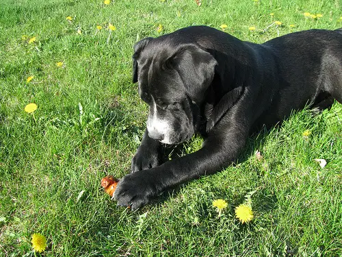 1353613327~Black-American-Bullador-puppy-sleeping-on-the-grass.jpg