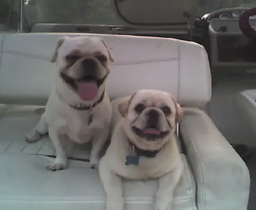 1353618138~two-white-American-Bullnese-puppy-is-so-happy.jpg