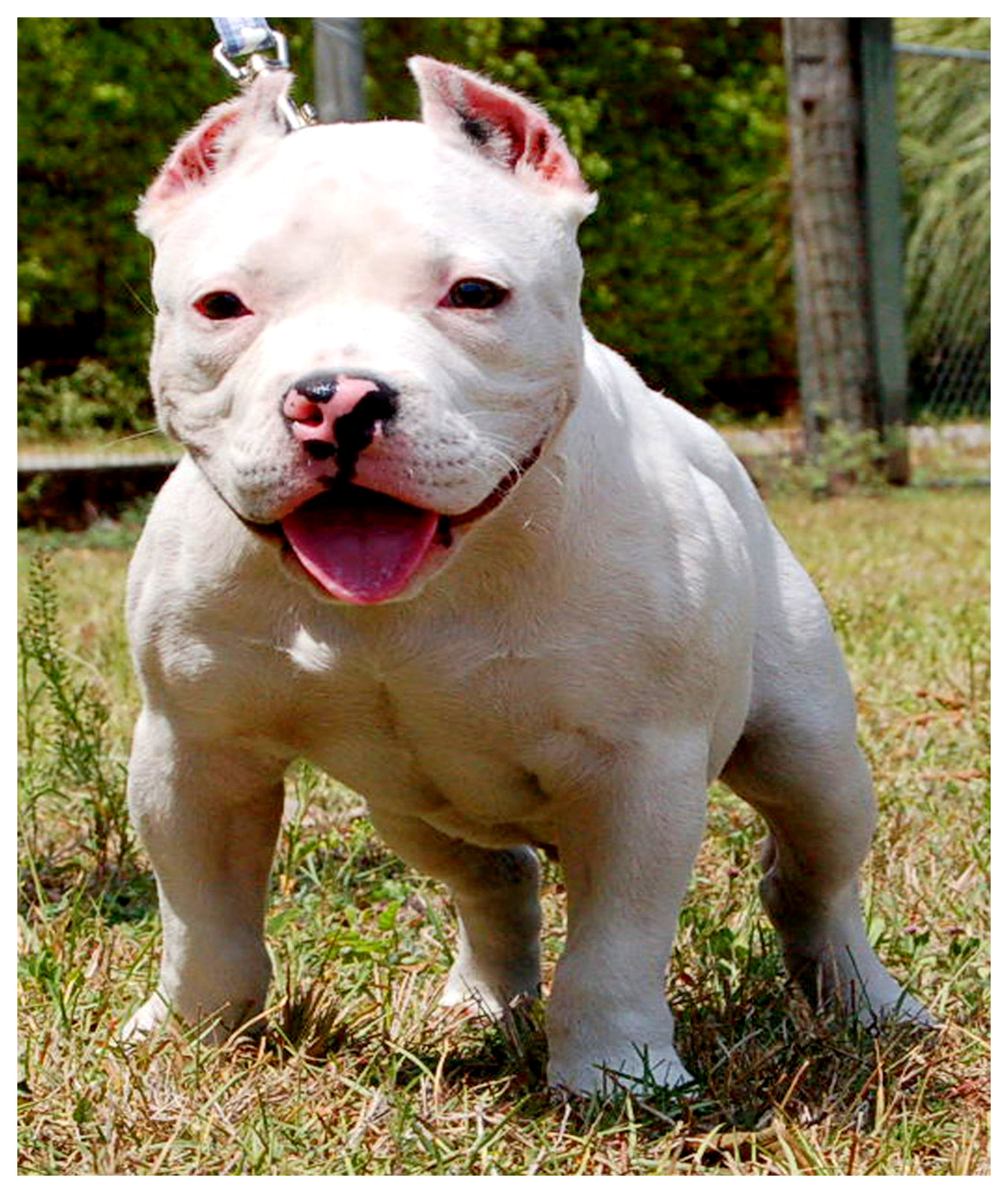 American Bully Pet Your Dog