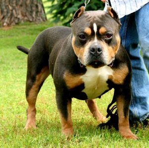 American Bully - Pet Your Dog