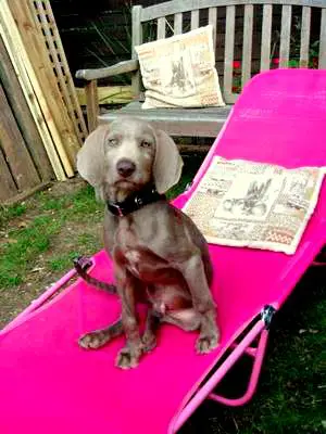 1353947376~Slovakian-Rough-Haired-Pointer-sitting-in-a-pink-beach-chair.jpg