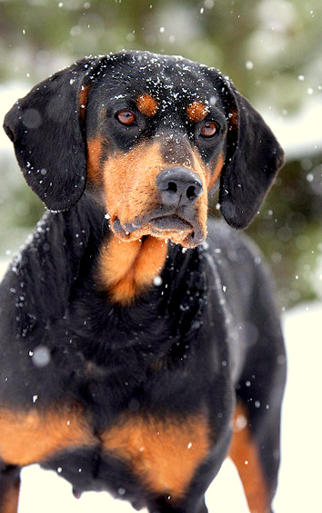 1353947871~Angry-looking-Slovakian-Hound-in-the-Snow.jpg