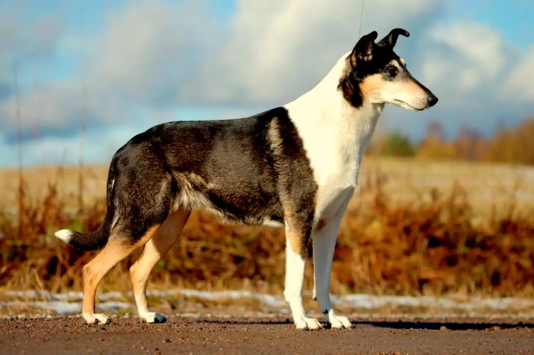 1353981904~TriColored-Smooth-Collie.JPG