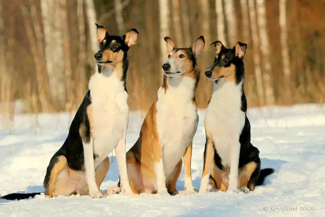 1353981905~-Smooth-Collie-Brothers-in-the-Snow.jpg